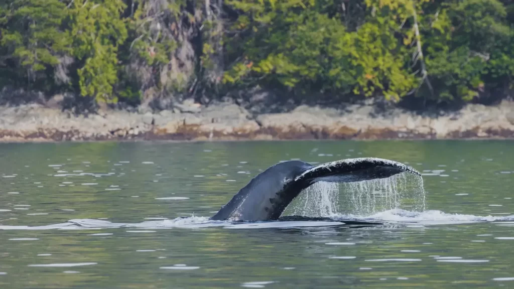 Whale Tail | Destination Campbell River