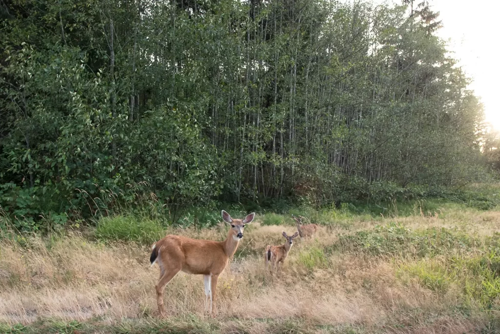 Deer | Destination Campbell River