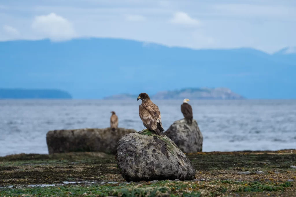 eagles on the rocks