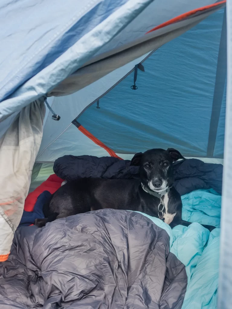 Dog in Tent | Destination Campbell River