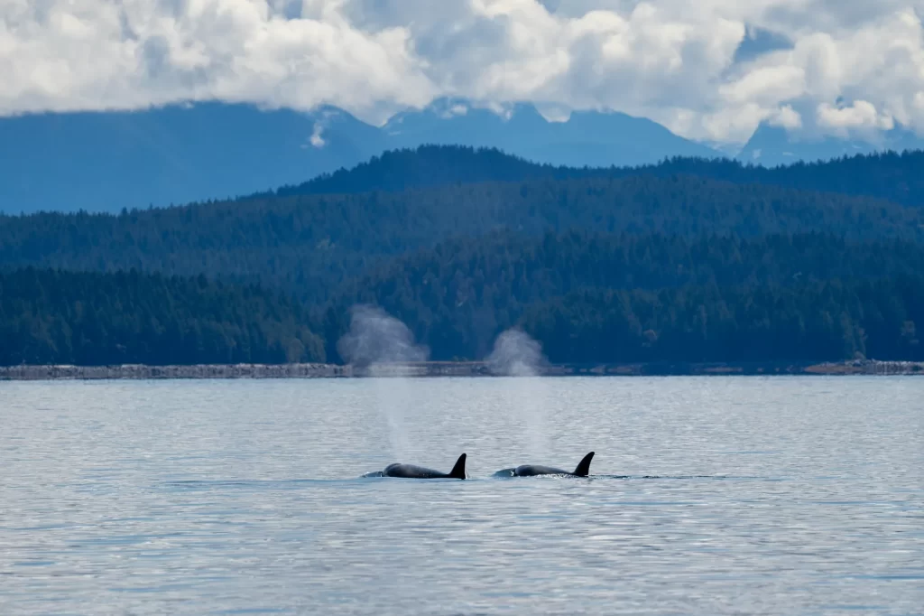 two orcas with a mountain backdrop