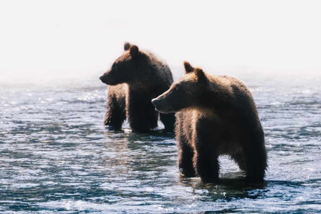 two grizzlies in a river