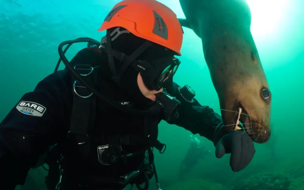 Scuba Diving Seal | Destination Campbell River