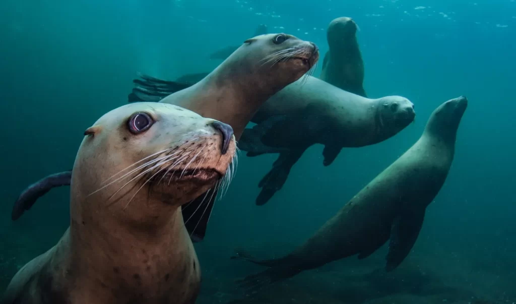Seals | Destination Campbell River