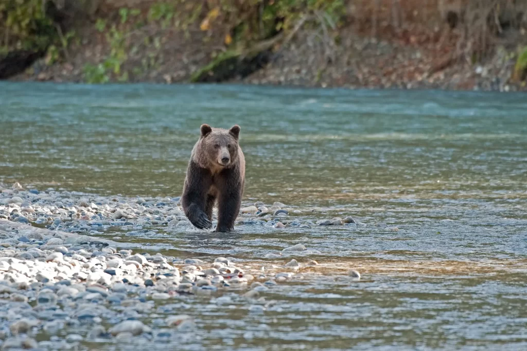 Wildlife Tours Bears Homalco Wildlife & Cultural Tours | Destination Campbell River