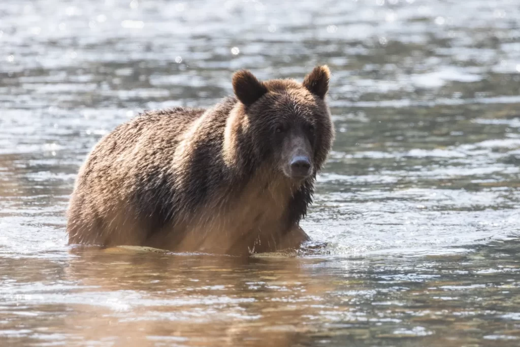 Wildlife Tours Bears Homalco Wildlife & Cultural Tours | Destination Campbell River