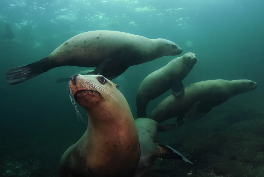 Seals | Destination Campbell River