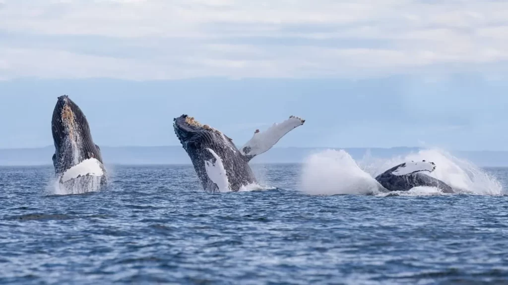 Whales | Destination Campbell River