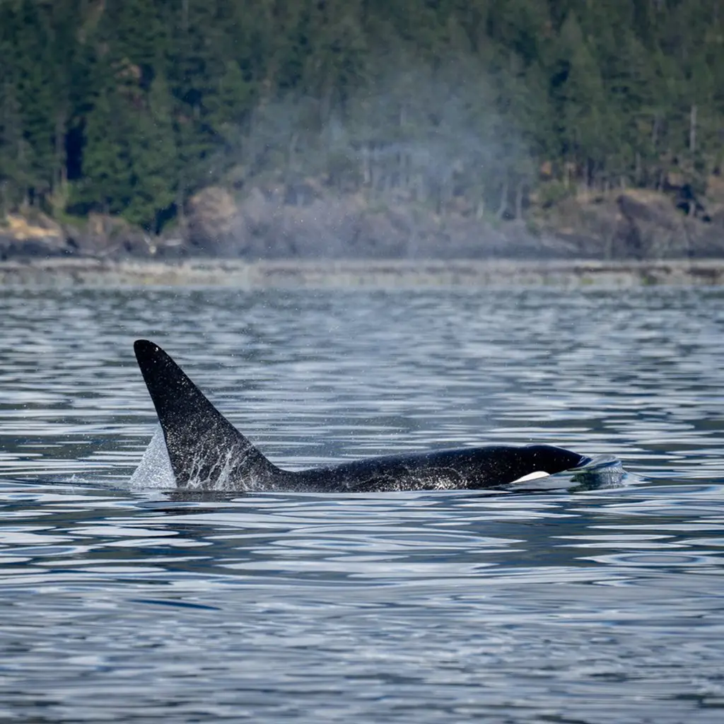 Orca Discovery Passage Campbell River | Destination Campbell River