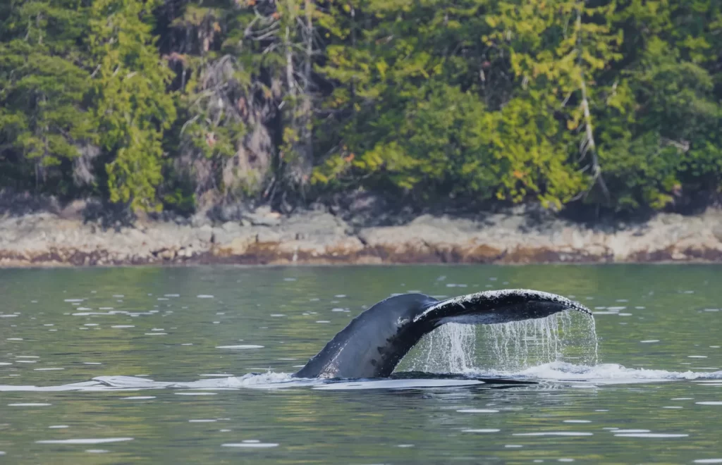 Whale | Destination Campbell River
