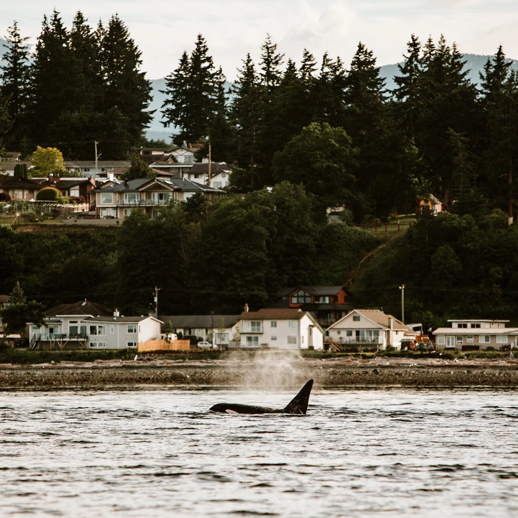 Orca | Destination Campbell River