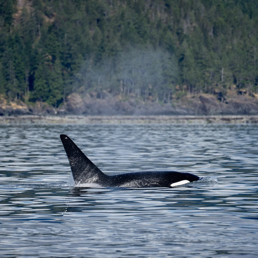 Orcas in Campbell River | Destination Campbell River