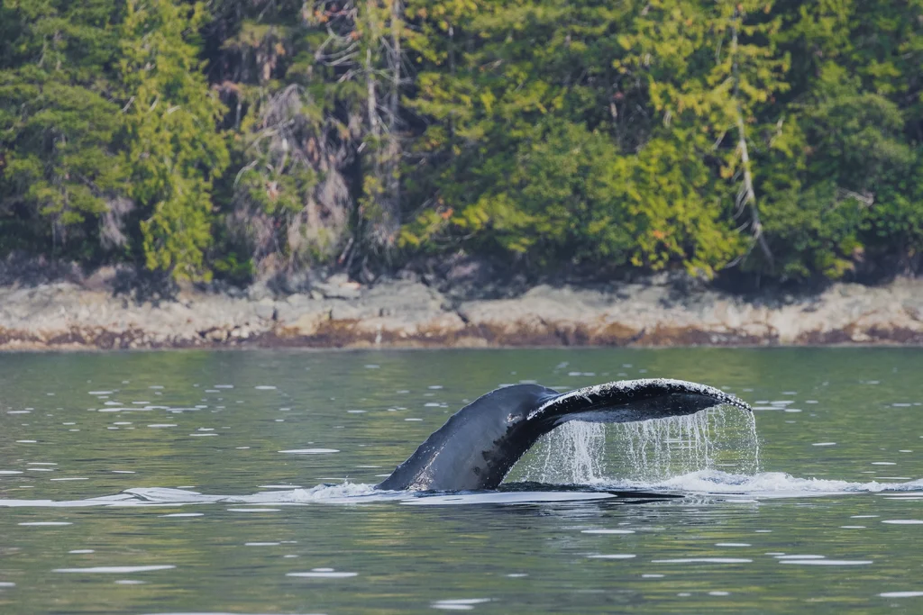 Wale Tail | Destination Campbell River