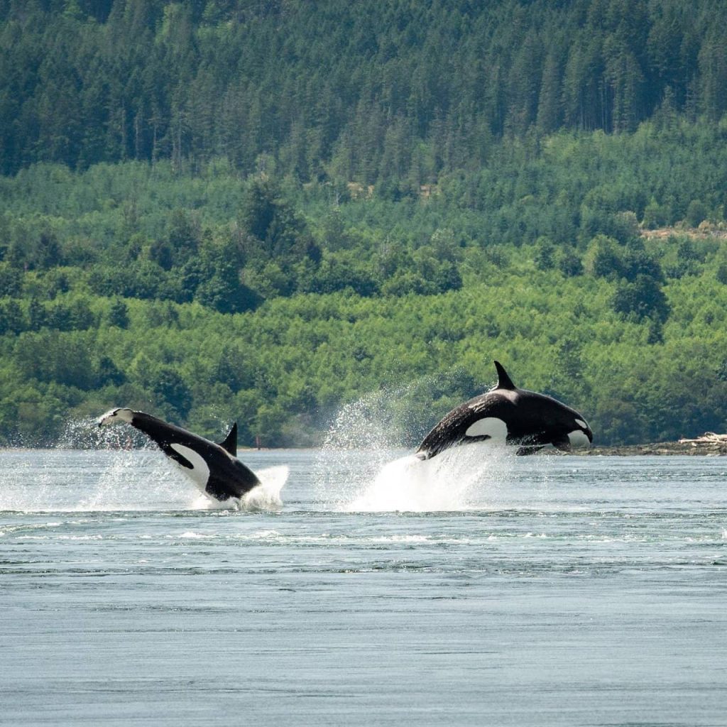 Orcas | Destination Campbell River