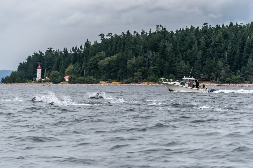 Dolphins Campbell River | Destination Campbell River