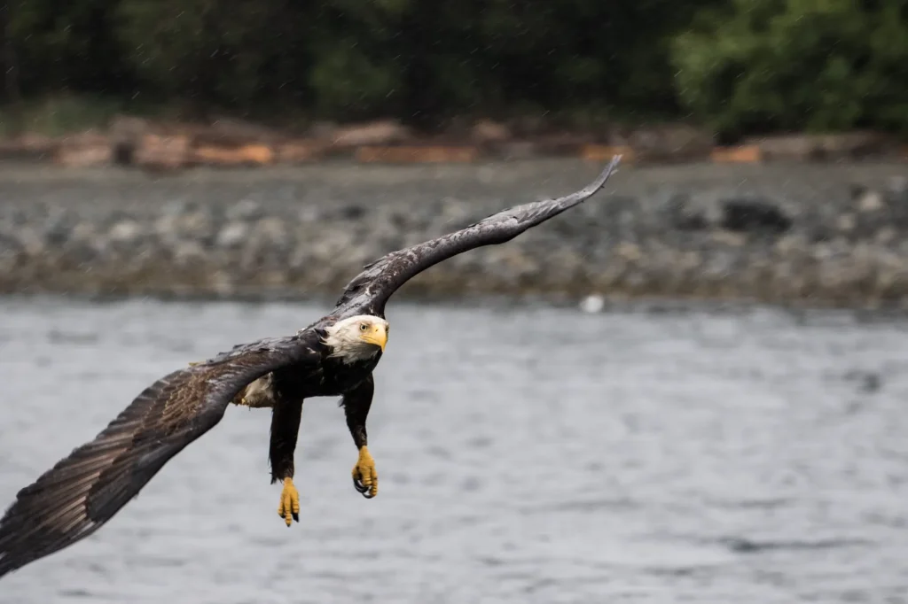 Bald Eagle Flying Campbell River | Destination Campbell River