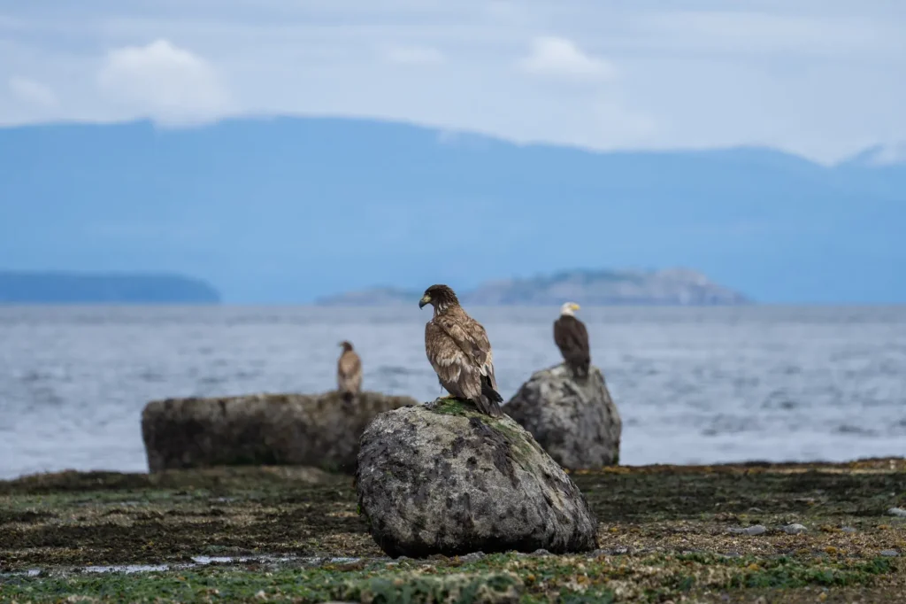 Wildlife Viewing in Campbell River | Destination Campbell River