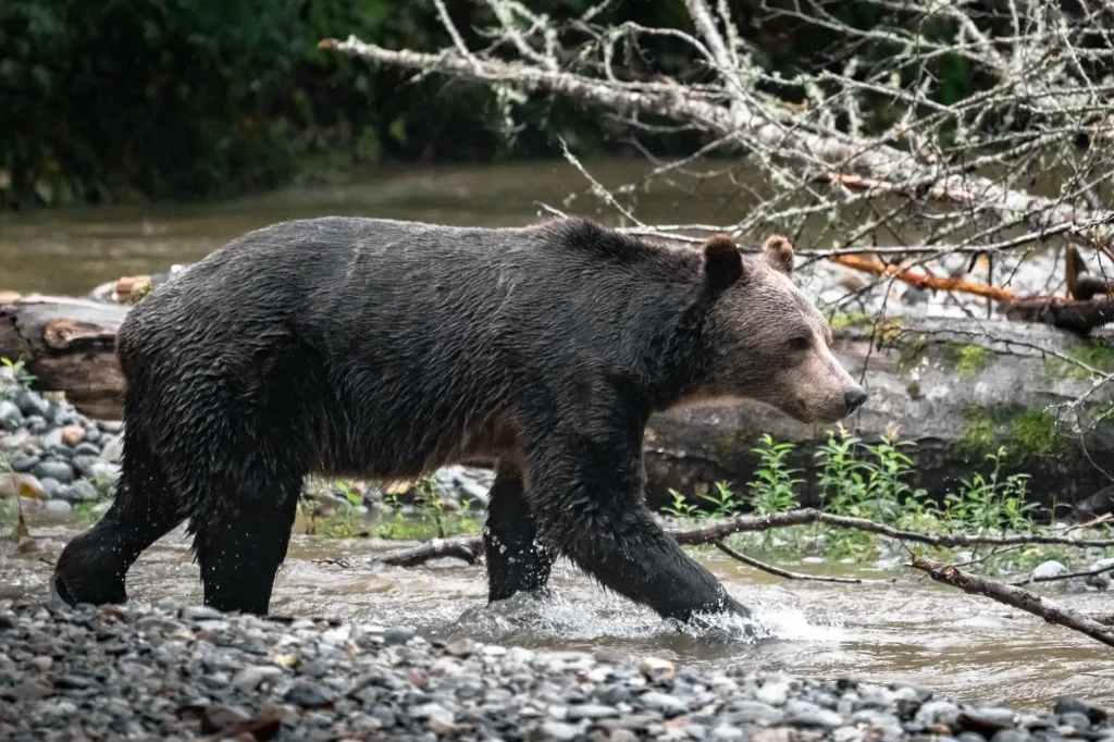 Grizzly in Bute Inlet | Destination Campbell River