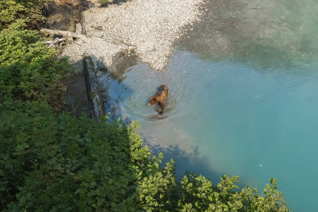 Grizzly in Toba Inlet | Destination Campbell River