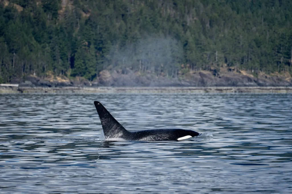 Orca Watching in Campbell River | Destination Campbell River