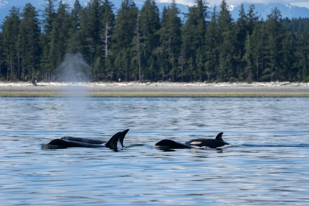 Orcas in Campbell River | Destination Campbell River