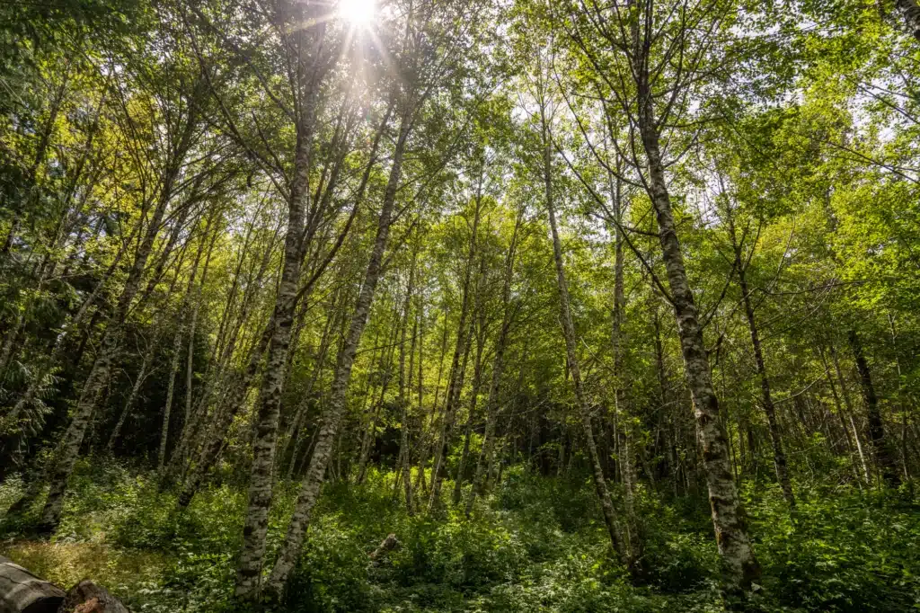 Wooded Forest Strathcona | Tyler Cave | Destination Campbell River