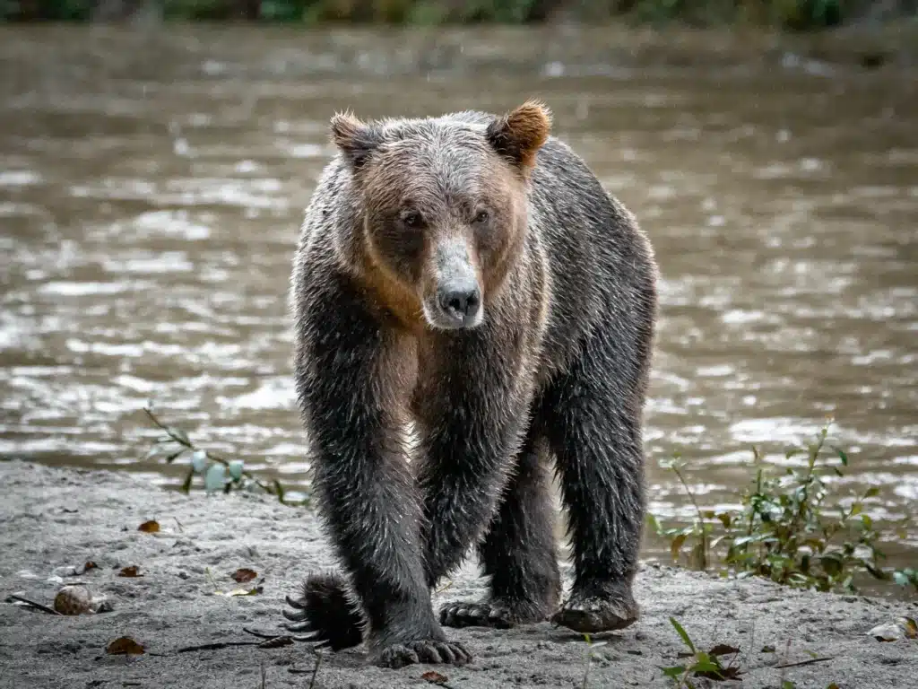 Grizzly Bear | Tyler Cave | Destination Campbell River