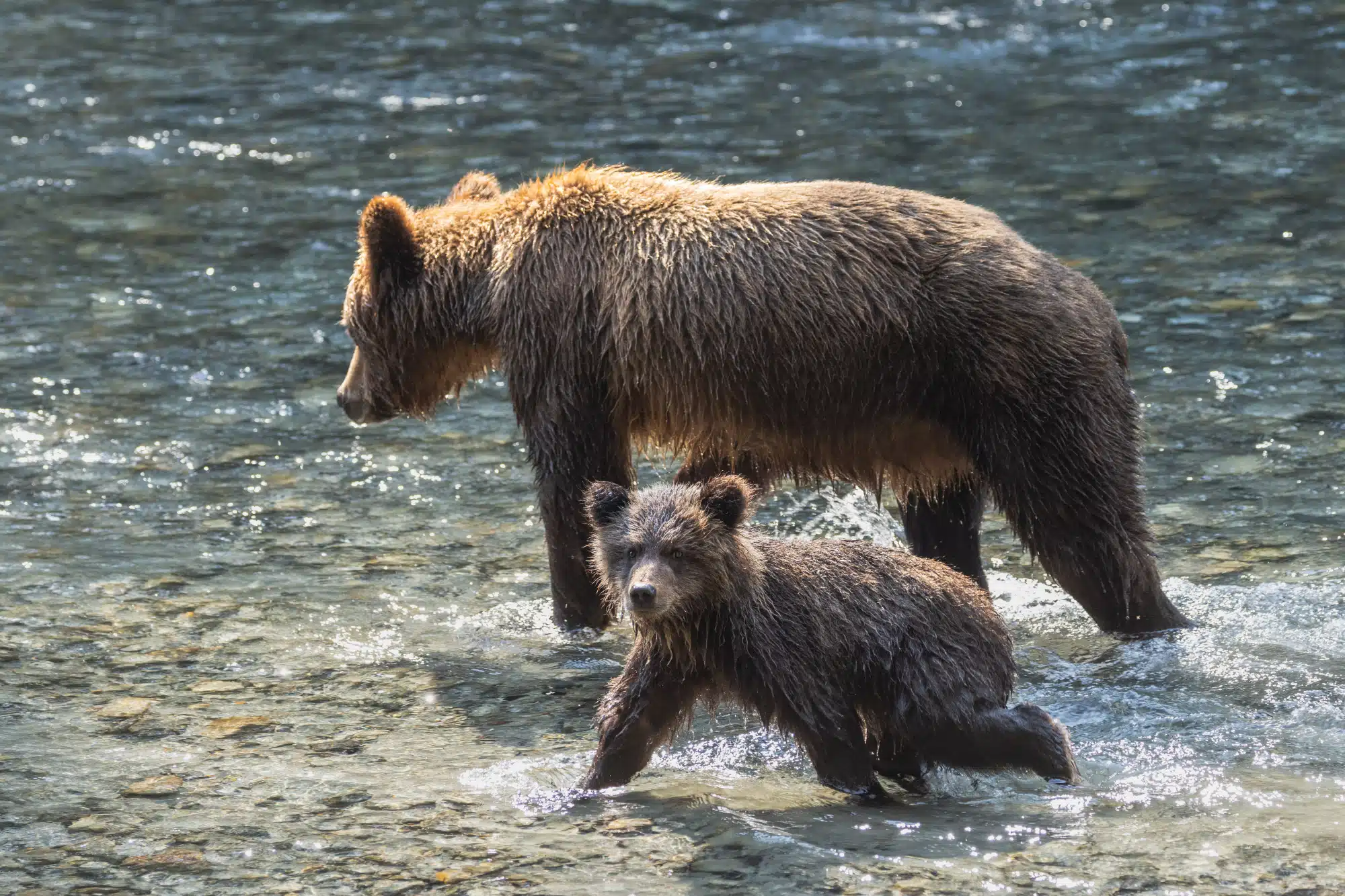 Wildlife Tours Grizzly and Cub Homalco Cultural and Wildlife Tours | Tyler Cave | Destination Campbell River