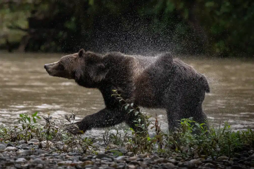 The Ultimate Vancouver Island Whale Watching Experience Starts in Campbell River Grizzly Bear in Bute Inlet | Tyler Cave | Destination Campbell River