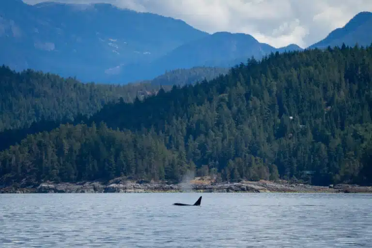 Orca in Discovery Passage off Vancouver Island | Michael Hack | Destination Campbell River