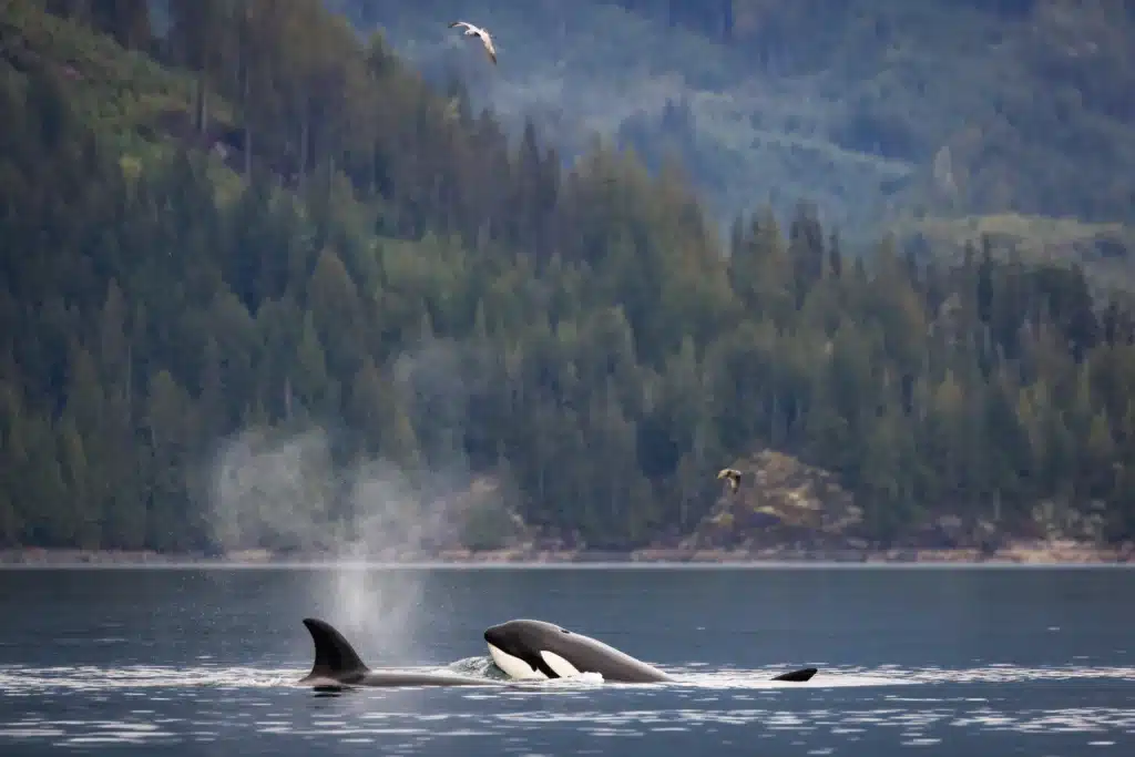 Orcas Canada Wildcoast Adventures | Sara Kempner | Destination Campbell River