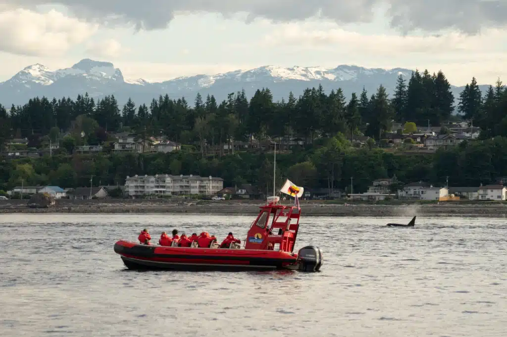 The Ultimate Vancouver Island Whale Watching Experience Starts in Campbell River Whale Watching Tour with Orca Visible and Campbell River in Background | Michael Hack | Destination Campbell River