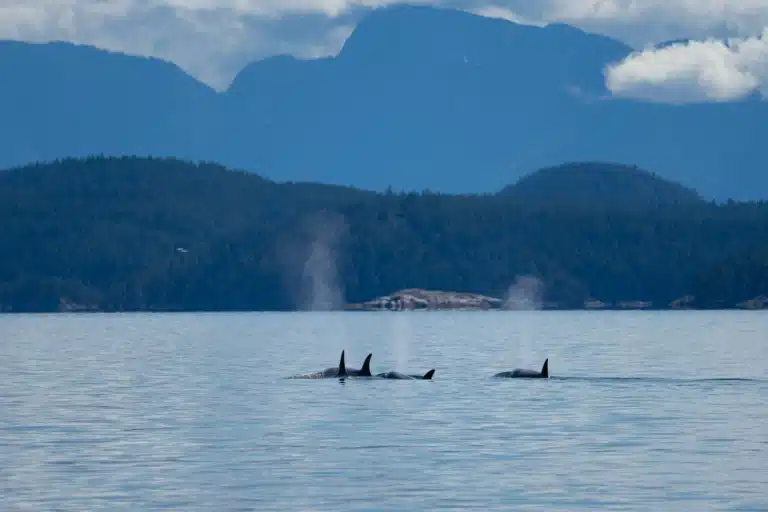 Orcas Viewed in Discovery Passage off Vancouver Island | Micheal Hack | Destination Campbell River