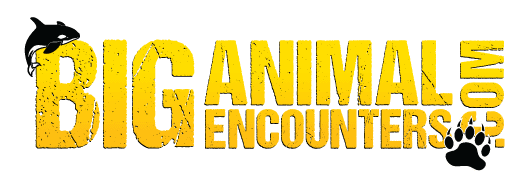 Big Animal Encounters