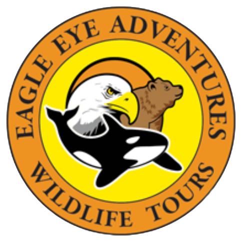 Eagle Eye Adventures