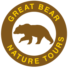 Great Bear Lodge